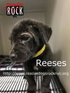 Reeses (MD)