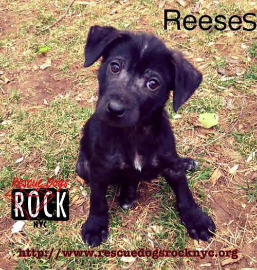 Reeses (MD)