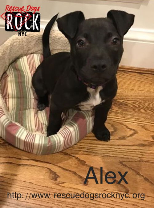 Alex