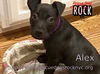 Alex