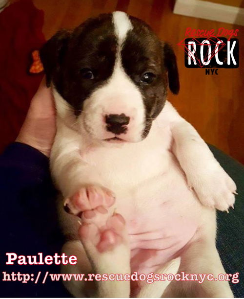 Paulette