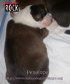 Penelope