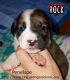 Penelope