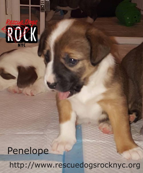 Penelope