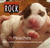 Peaches