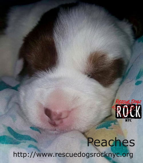 Peaches