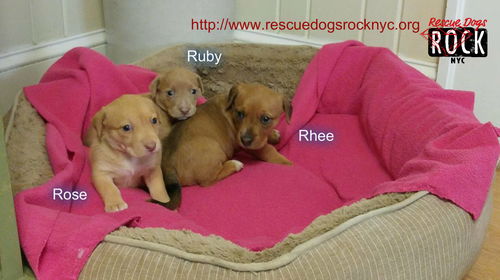Rhee