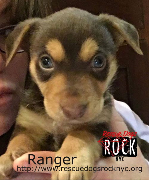 Ranger