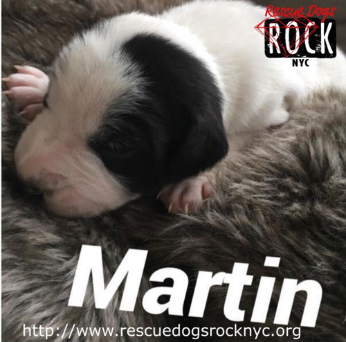 Martin