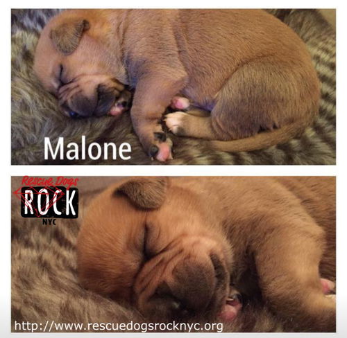 Malone