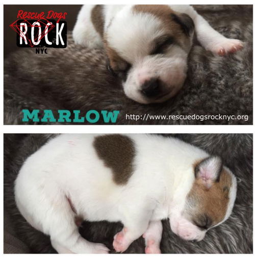 Marlow