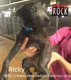 Ricky