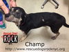 Champ