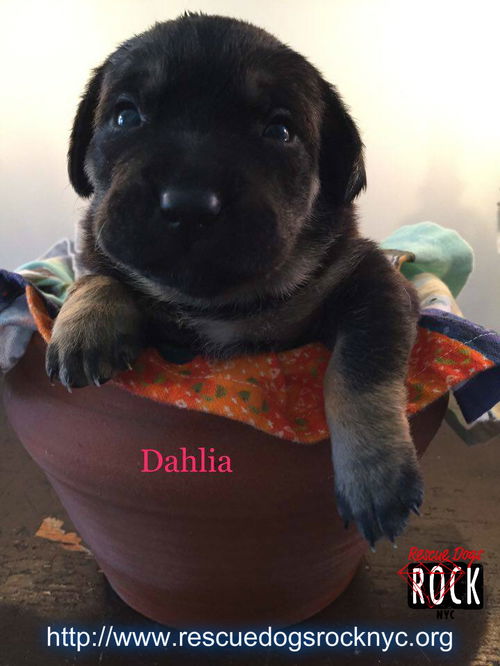 Dahlia