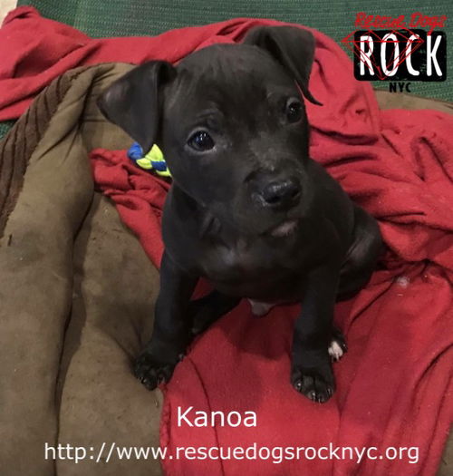 Kanoa (MD)