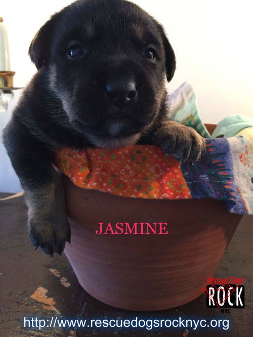 Jasmine