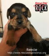 Reecie