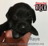 Raye