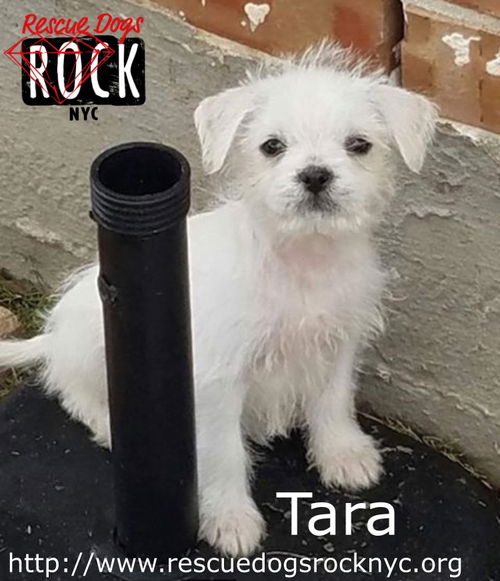 Tara