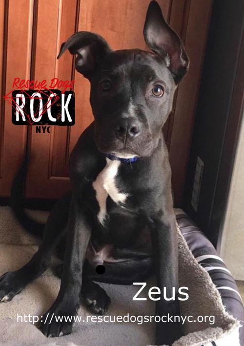 Zeus (MD)