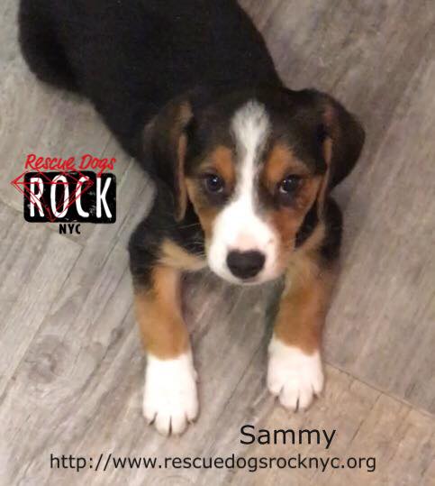 Sammy