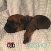 Echo (MD)