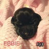 Ebbie (MD)