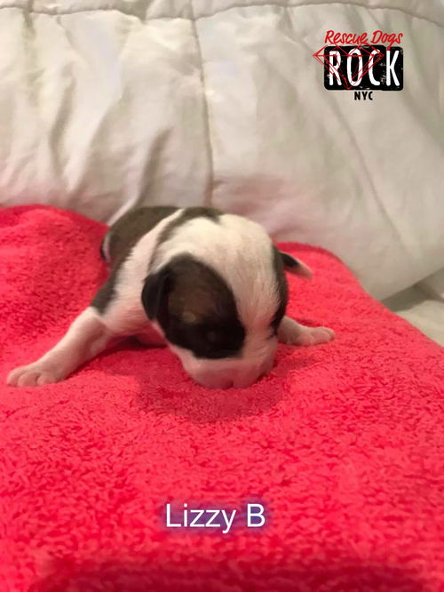 Lizzy B