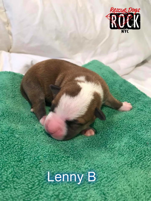 Lenny B (MD)