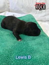 Lewis B (MD)