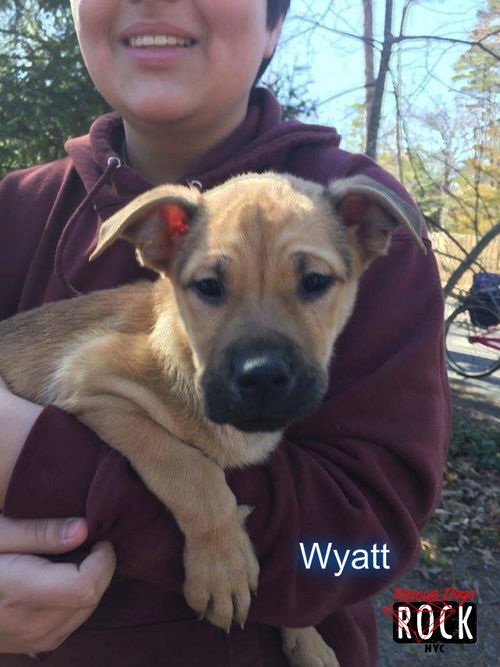 Wyatt