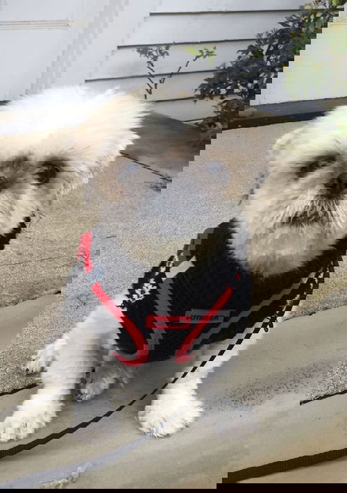 Logan