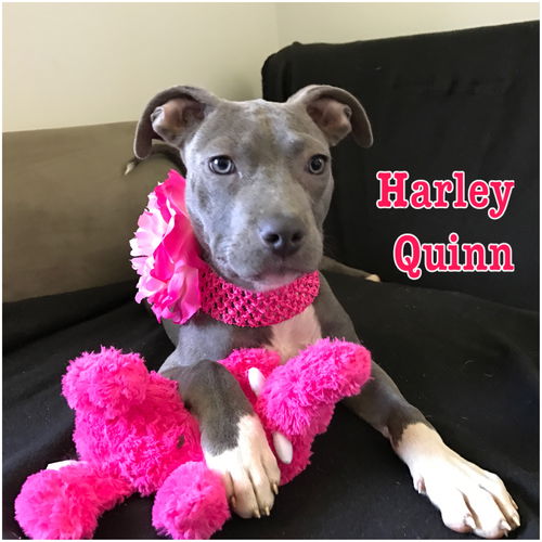 Harley Quinn (MD)