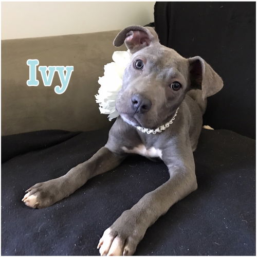 Ivy (MD)