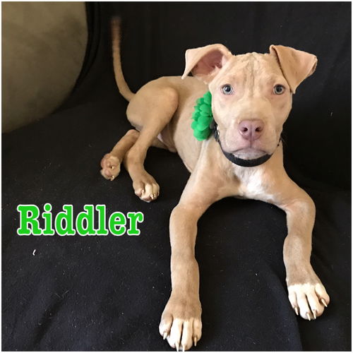 Riddler (MD)