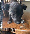 Fiona