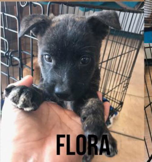 Flora