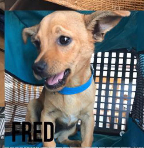 Fred