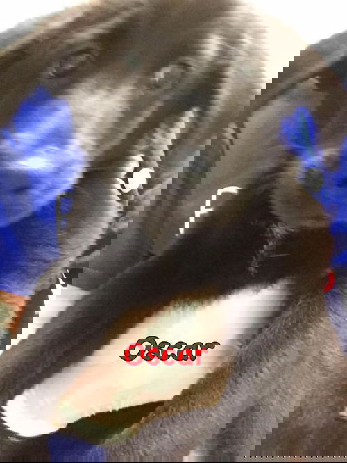 Oscar