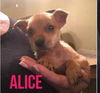 Alice