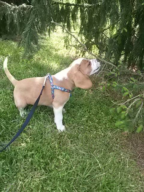 Lexy