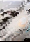 Pete