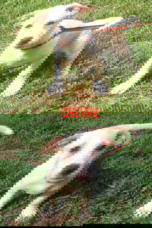 Chevril