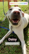 Daisy