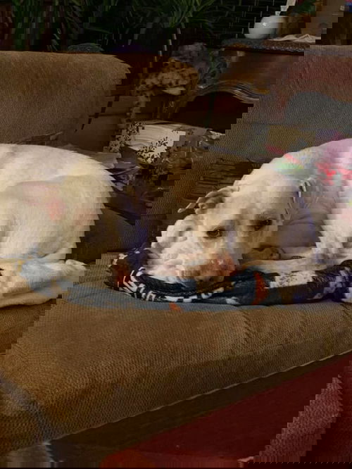 Daisy