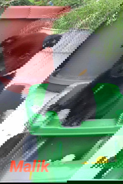 Malik