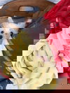 Ted