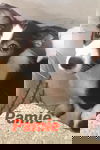 Pamie