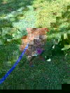 Greelie