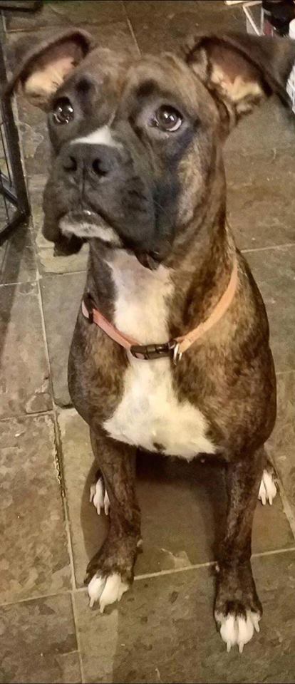 Gretchen